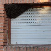 La problemática de los enjambres de abejas