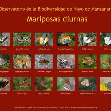 Biodiversidad Hoyo de Manzanares: mariposas