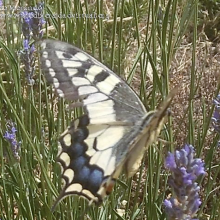 Estudio sobre las mariposas de Hoyo de Manzanares