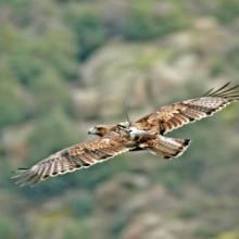 Colaborando en la conservación del águila de Bonelli