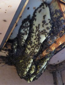 colmena de observación